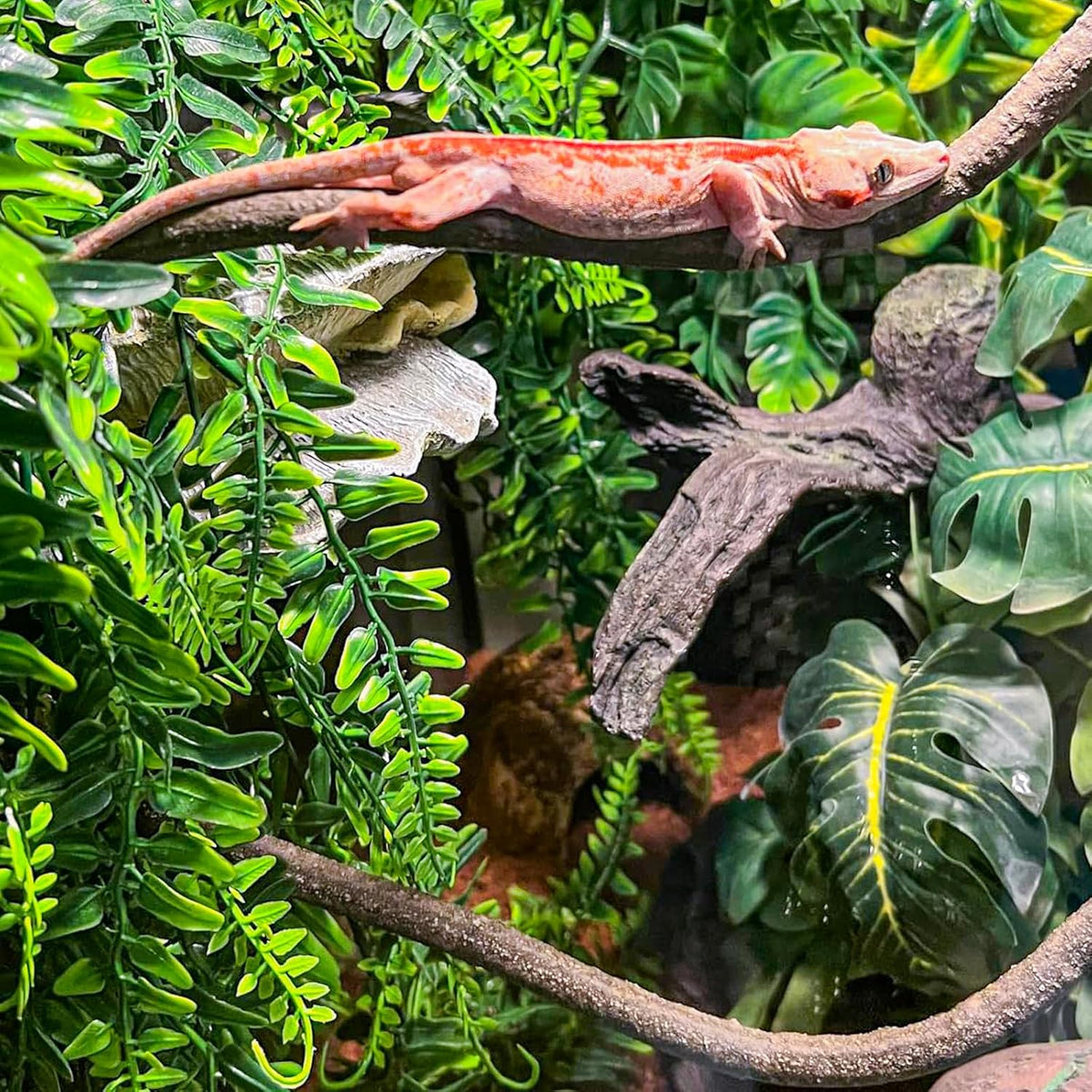 Hercocci habitat decor for lizards and snakes