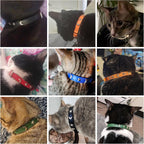 Premium non removable silver tracking bell and heavy duty attachment D ring on the black DILLYBUD cat collar.