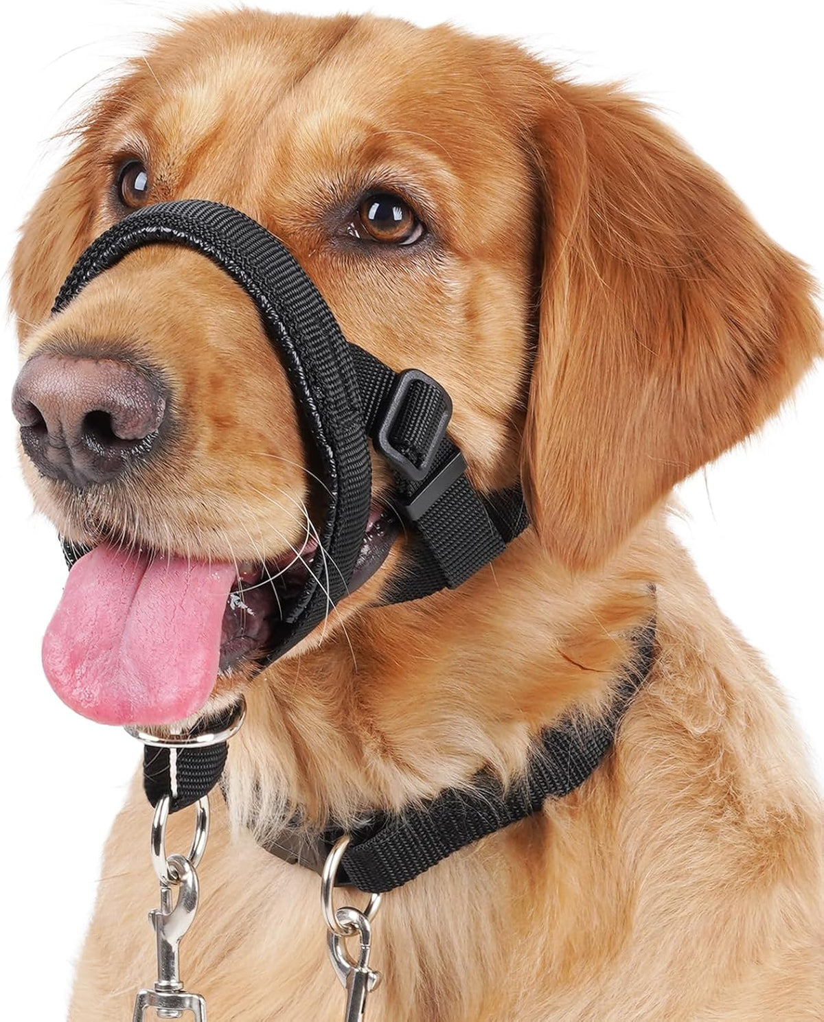 Barkless dog training head collar front view on a large dog showcasing the black no pull strap design