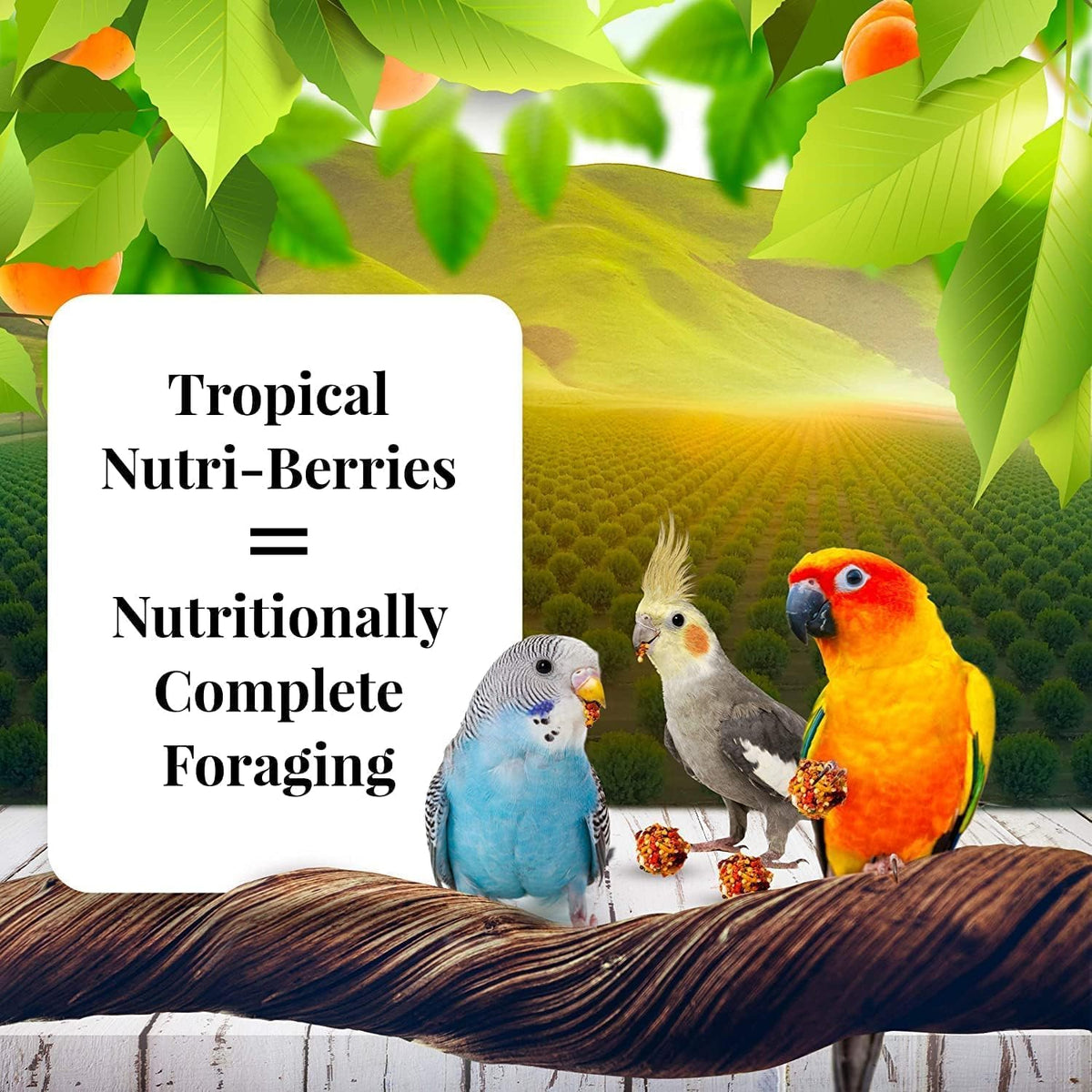 Cockatiel enjoying Lafeber Sunny Orchard bird food