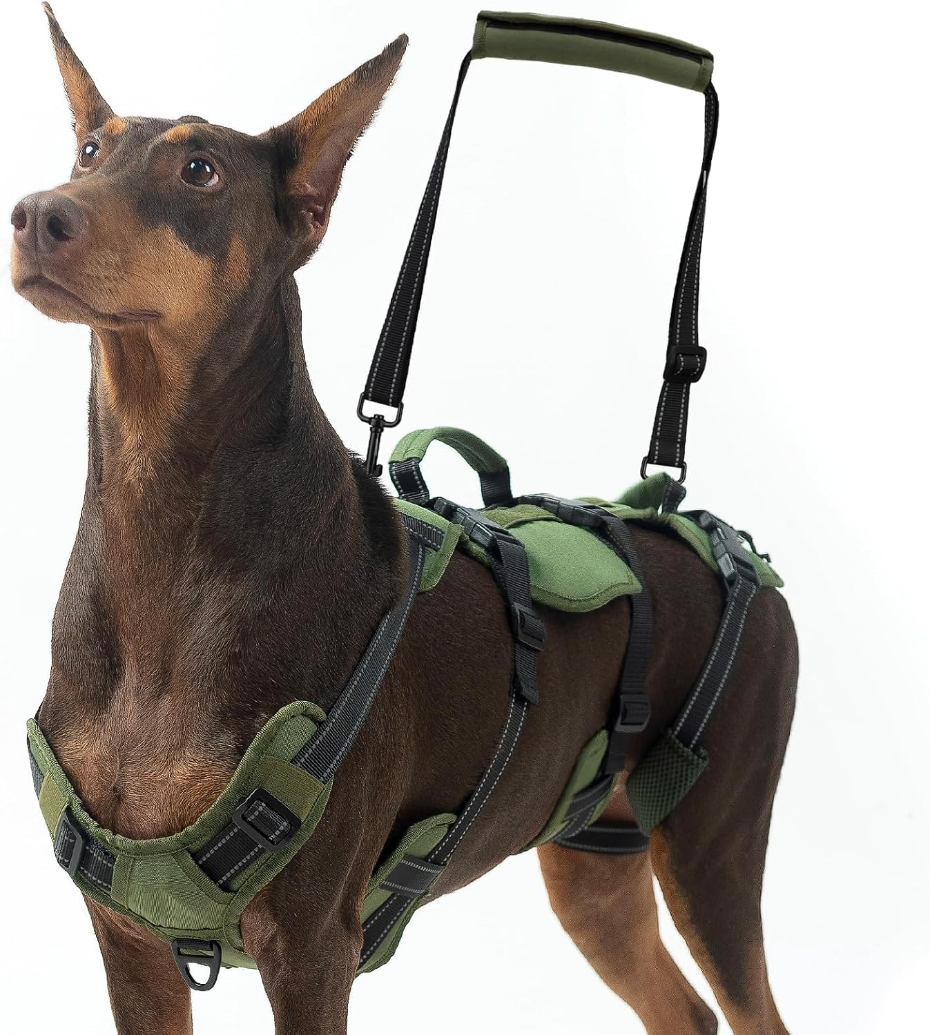Bingpet dog lift harness front view on a large dog