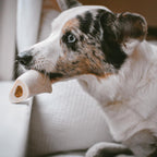 Close up of peanut butter filled dog bone