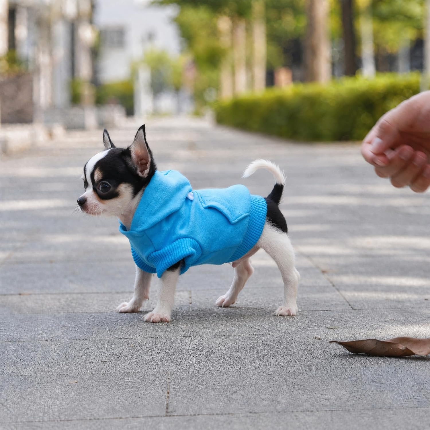 Lophipets dog clothing size chart guide for small breeds