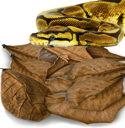 SunGrow Leaf Litter for Snakes 10 Pcs medium leaves package
