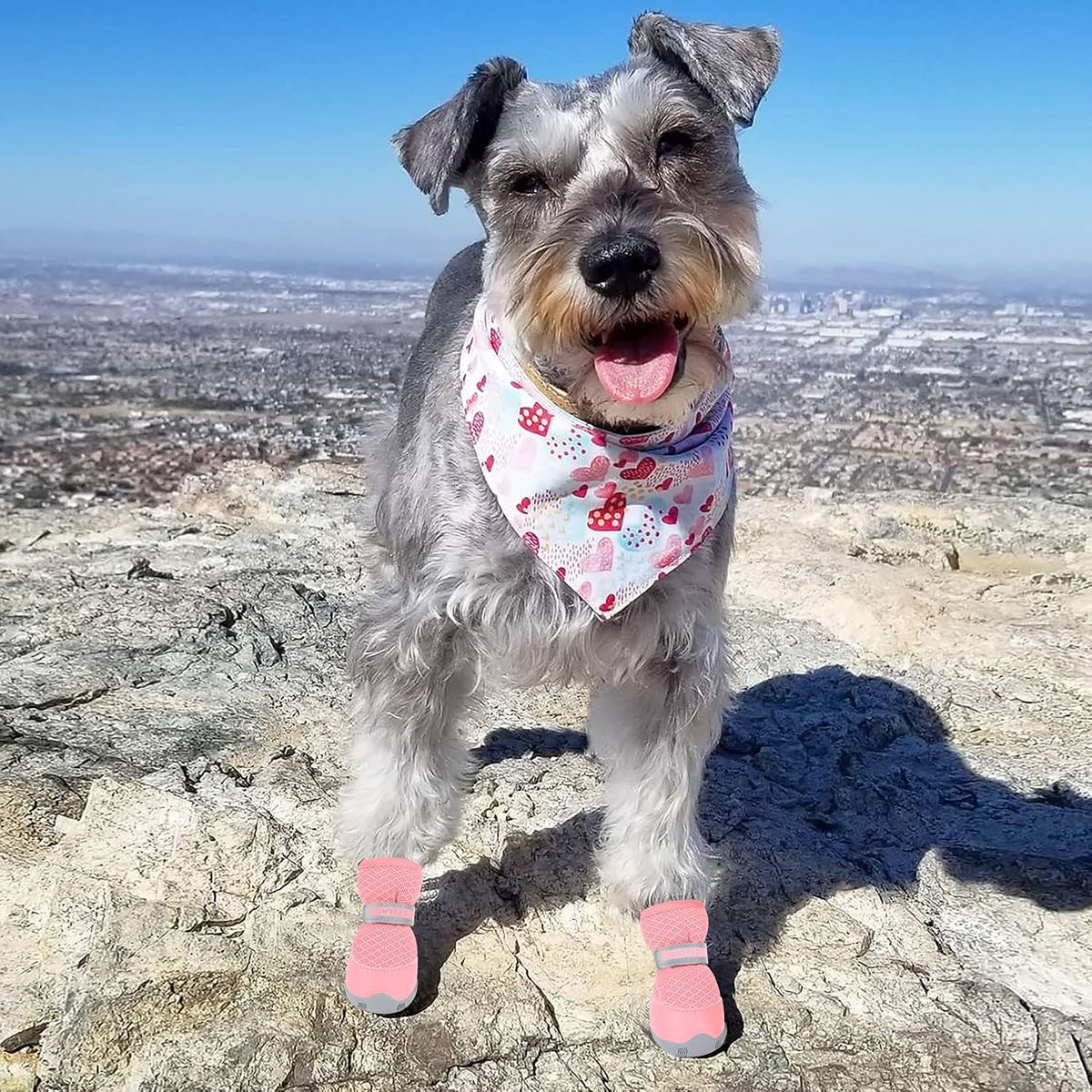 Qumy paw protectors for hot pavement summer use