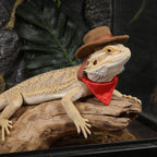 Yolev small animal clothing set dimensions showing hat and scarf sizing details