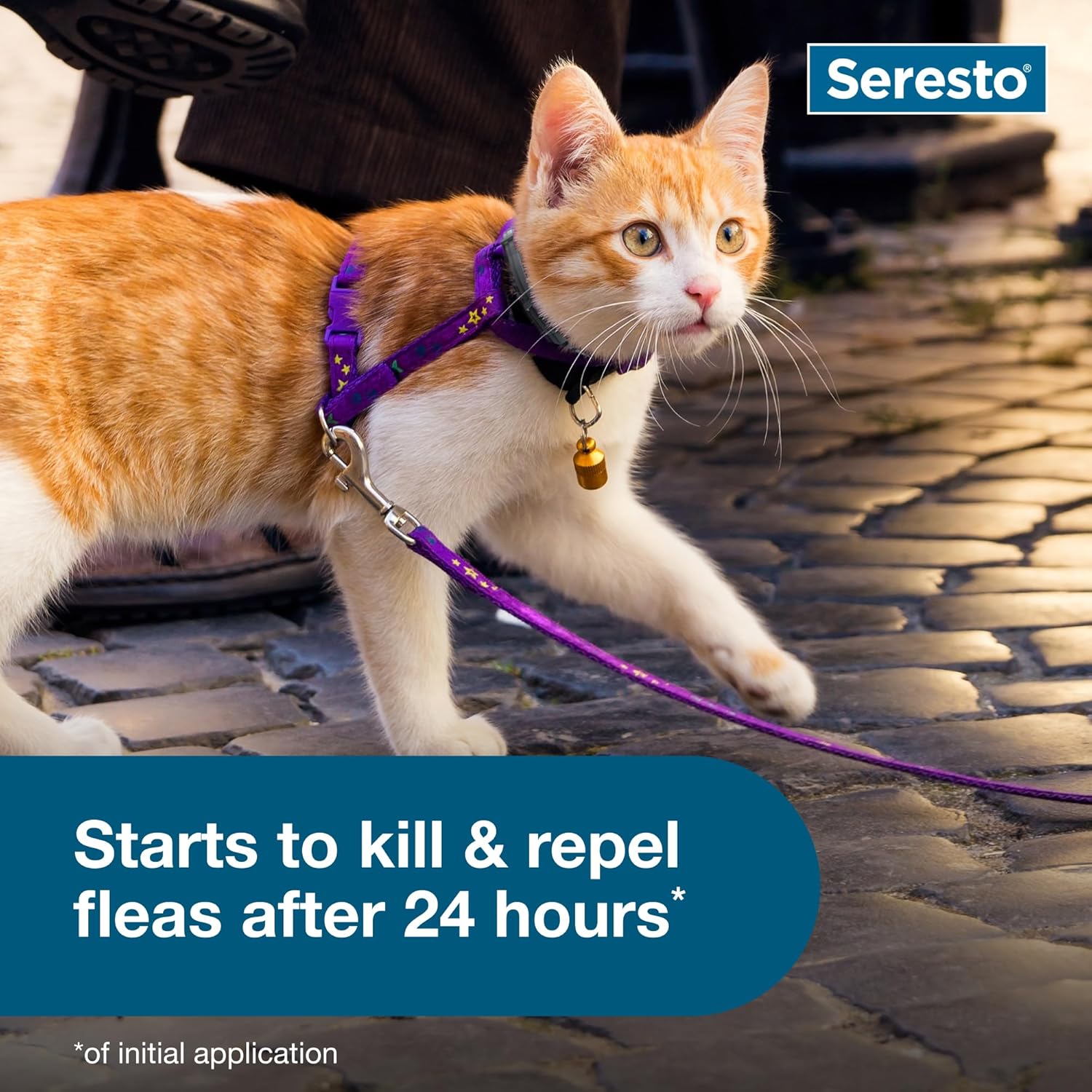 Cat wearing Seresto flea and tick prevention collar