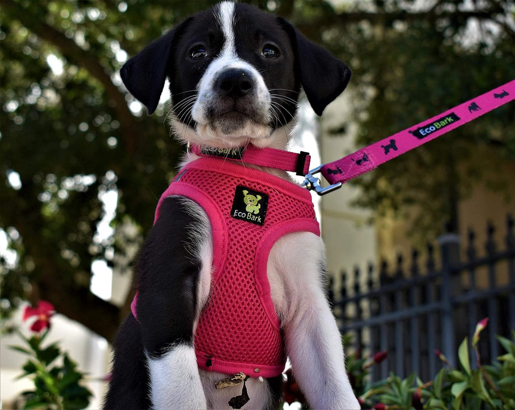Small dog wearing pink EcoBark step in harness
