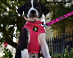 Small dog wearing pink EcoBark step in harness