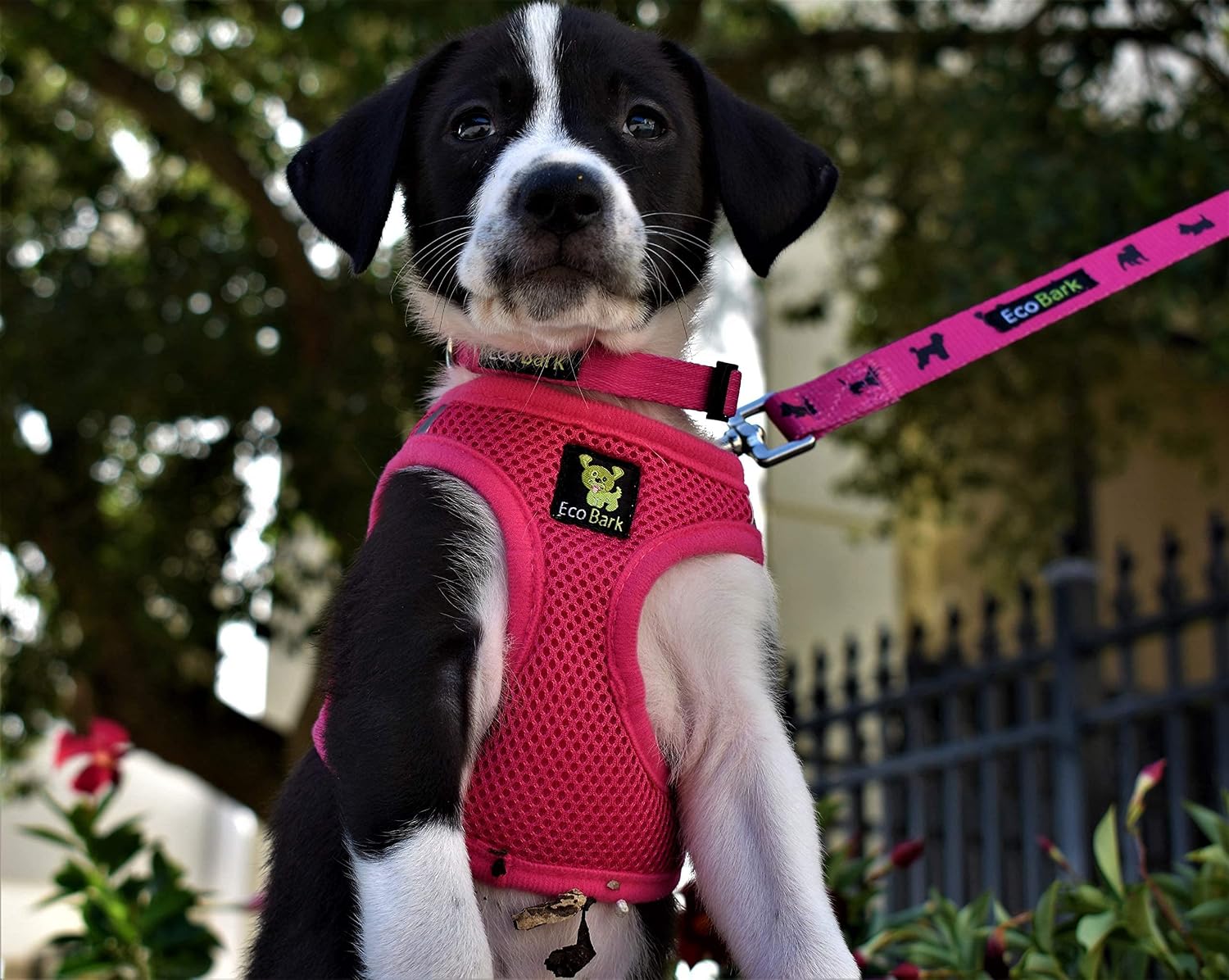 Small dog wearing pink EcoBark step in harness
