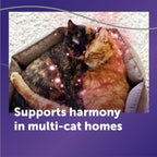 Imported Feliway cat anxiety reduction plug in refill vial close up