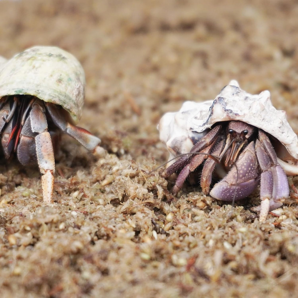 Fluffy expanded sphagnum moss bedding for hermit crabs