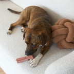 SPOT Bam-Bones Plus T Bone - Bamboo Fiber & Nylon Dog Chew Toy for Moderate to Aggressive Chewers, Durable Long Lasting & Non-Splintering, Beef Flavor Toy for Adult Dogs & Puppies Under 60 lbs, 6 in - Image 11