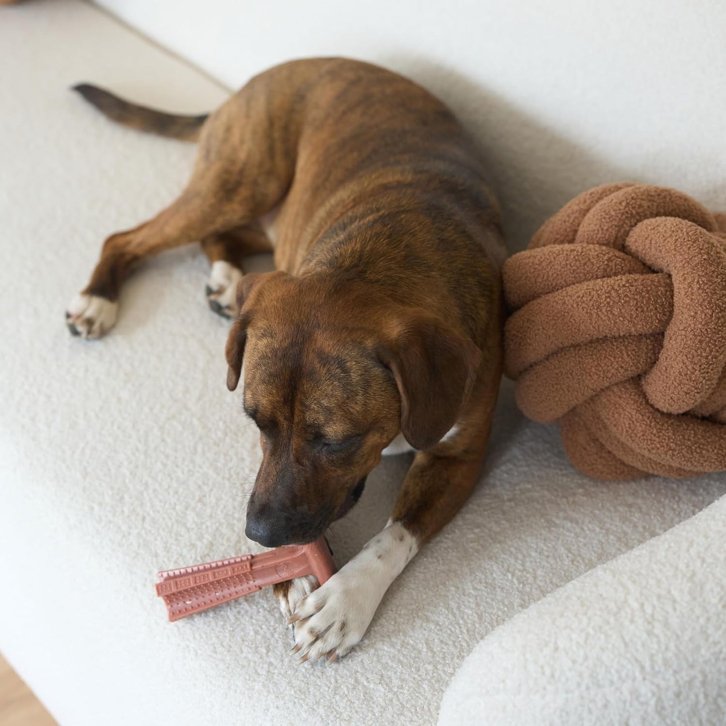 SPOT Bam-Bones Plus T Bone - Bamboo Fiber & Nylon Dog Chew Toy for Moderate to Aggressive Chewers, Durable Long Lasting & Non-Splintering, Beef Flavor Toy for Adult Dogs & Puppies Under 60 lbs, 6 in - Image 11