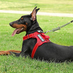 Quick release buckles on small red reflective dog harness