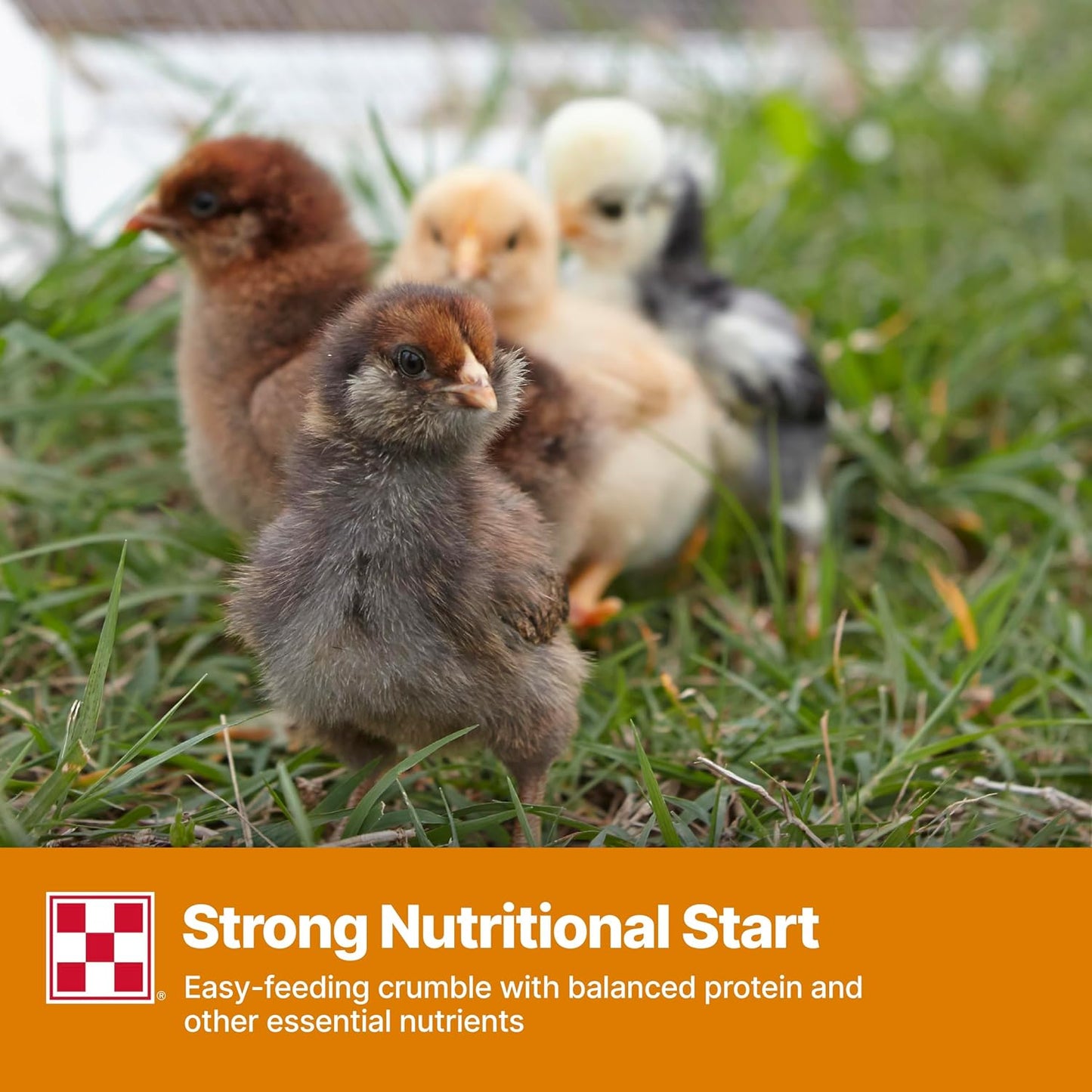 Nutritionally complete chicken feed bag for backyard poultry