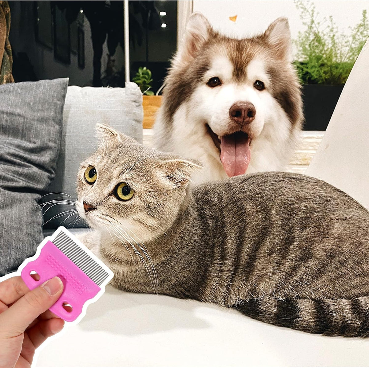 Using Flymoqi dog eye comb on cat facial fur