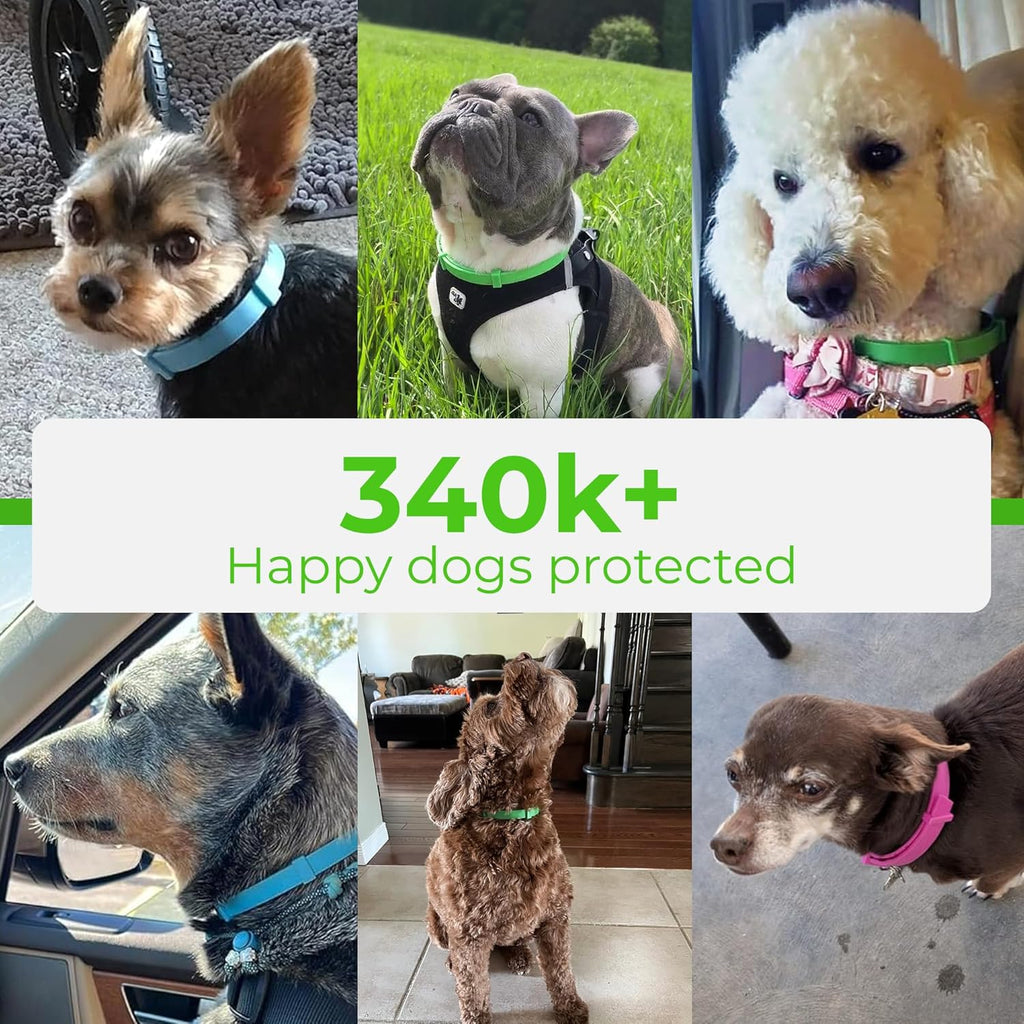 Dog wearing green FurLife waterproof flea collar