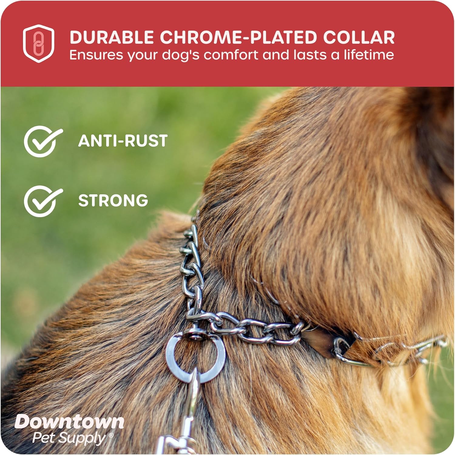 Downtown Pet Supply chrome plated training collar lifestyle shot on small breed dog