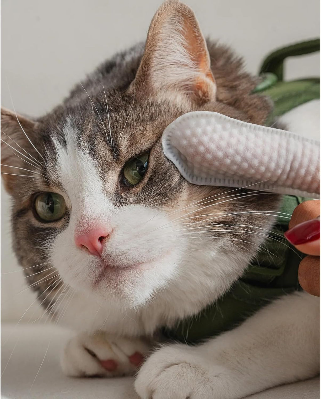 Dexypaws pre moistened cat facial cleansing wipes being used on a feline