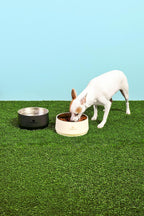 Authentic imported American pet gear for modern Indian pet parents.
