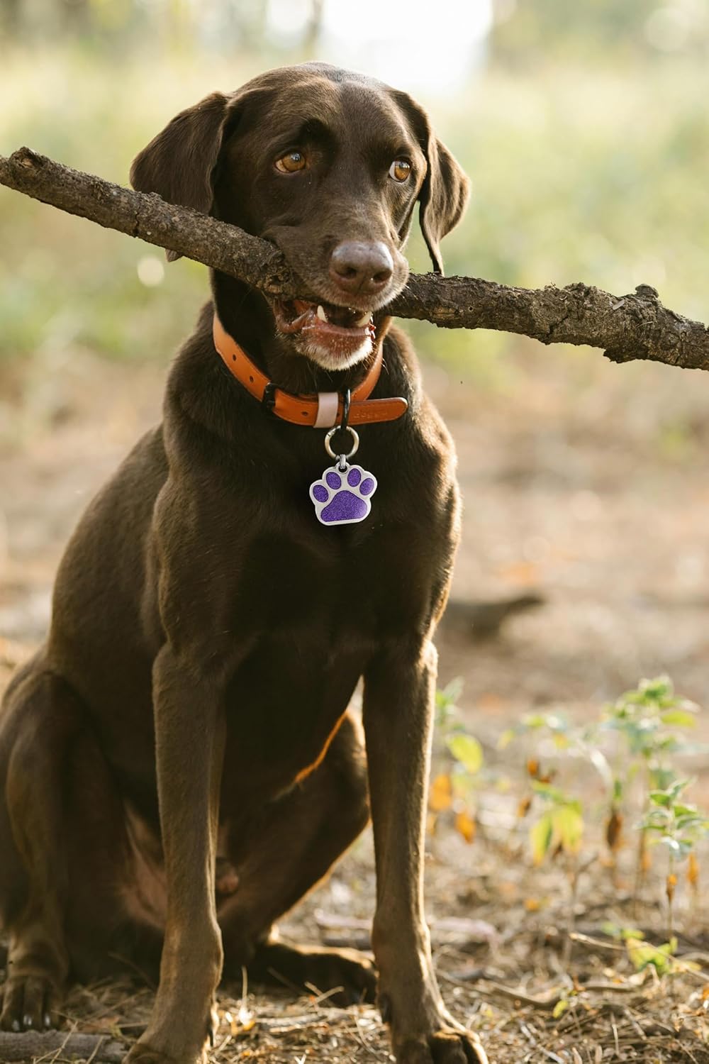 Premium custom engraved pet ID tag imported from USA for Indian pet owners