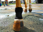 Side view of equine stall boots showcasing adjustable straps for a secure fit over the horse fetlock joint.