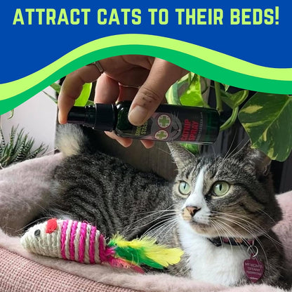 Feline pet interacting with a plush toy revived by non toxic cat attractant spray