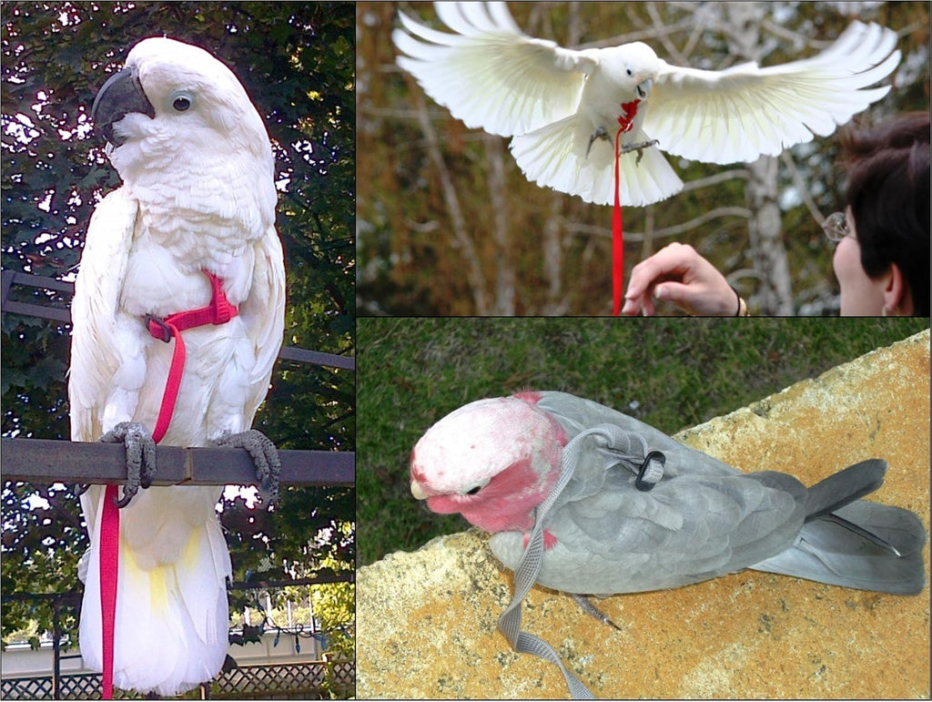 The Aviator bird flight training suit straps