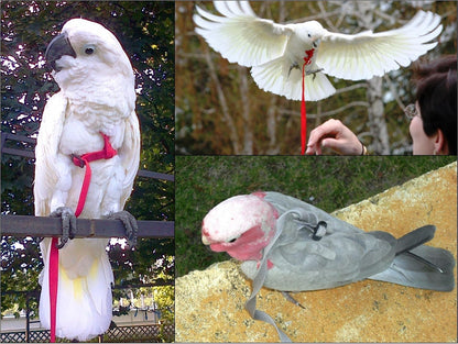 Demonstration of the self adjusting elastic safety leash stretching to absorb sudden flight impacts.