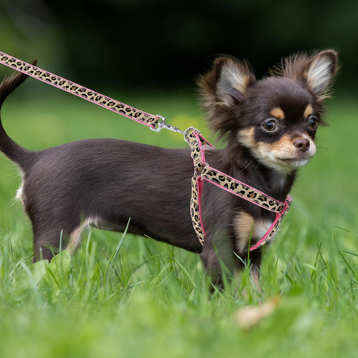 Durable nylon harness for small dogs in pink leopard print