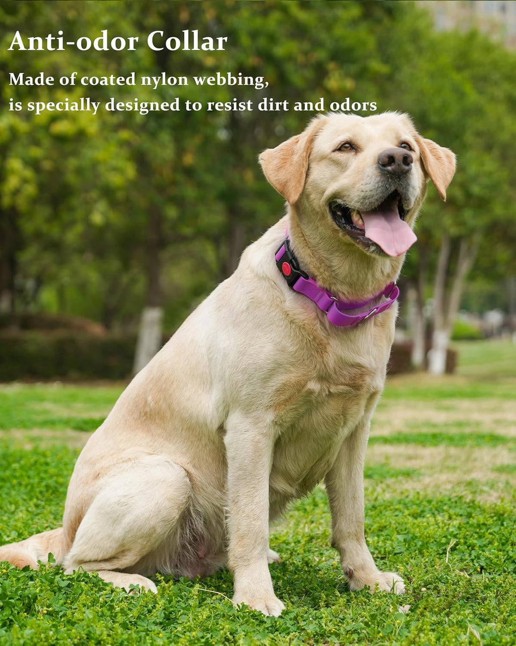 Detail of durable coated nylon material on Kidding Pets collar