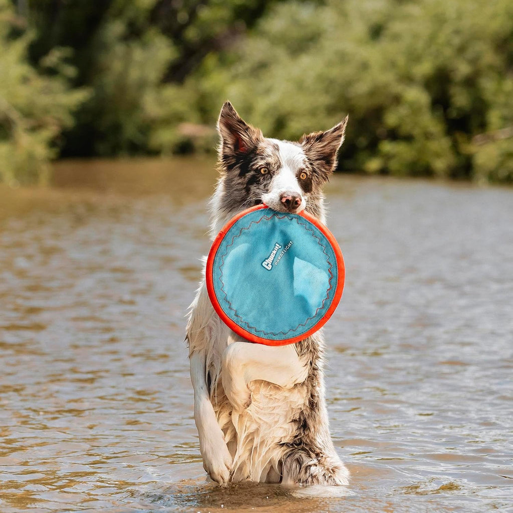 Large Chuckit! Paraflight dog frisbee held for scale