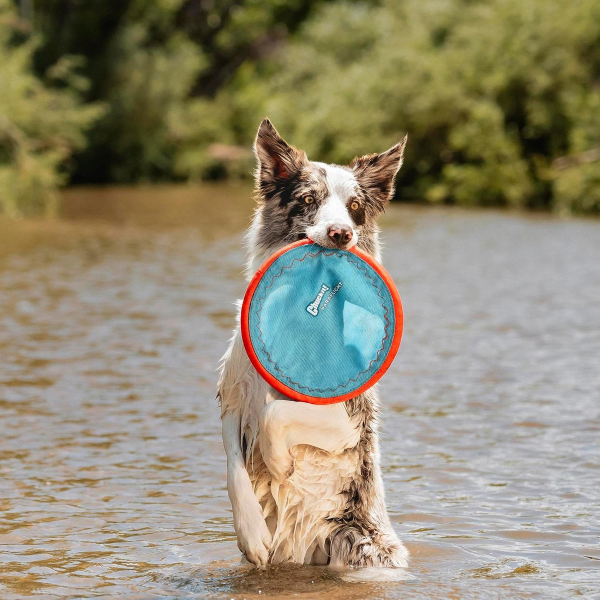 Large Chuckit! Paraflight dog frisbee held for scale