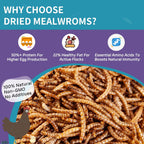 2LB Dried Mealworms for Chickens - 52% Protein for Growth - Image 2