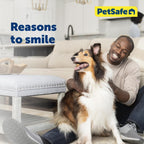 PetSafe adjustable no slip training collar on small dog