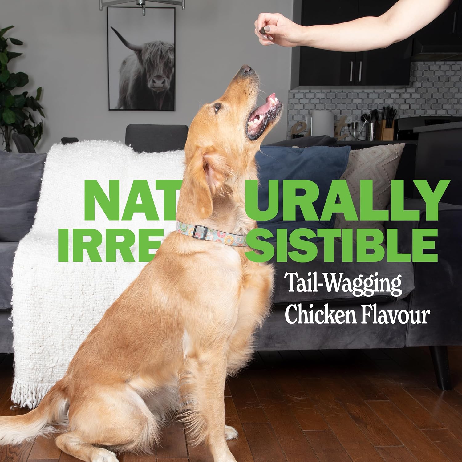 Soft chew texture of Deley Naturals dog digestive supplement