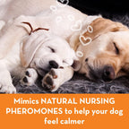 ThunderEase powered by ADAPTIL calming kit designed to soothe separation anxiety and festive firework fears in dogs.