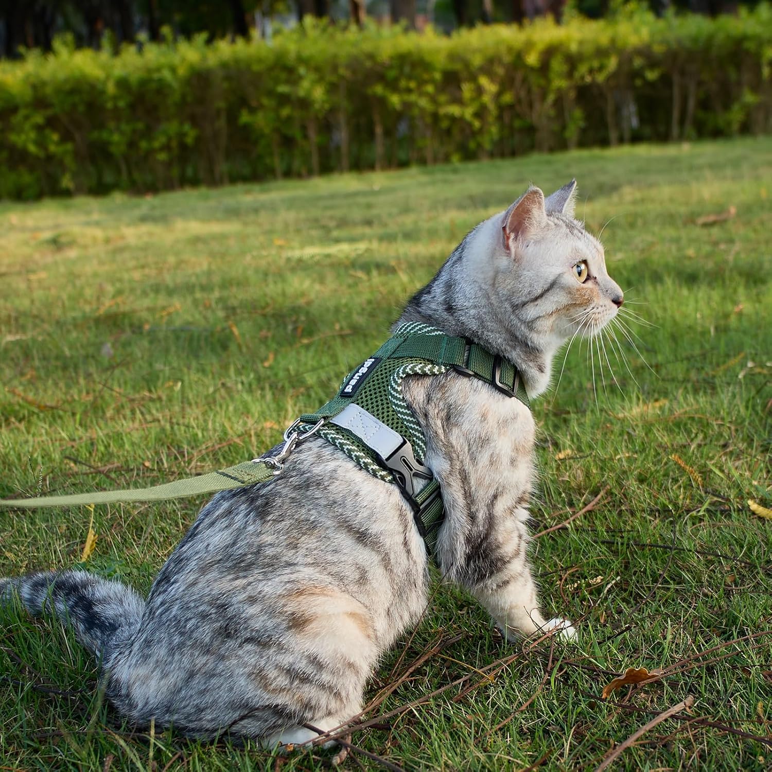 Pangdi extra large kitten harness dark green color side view