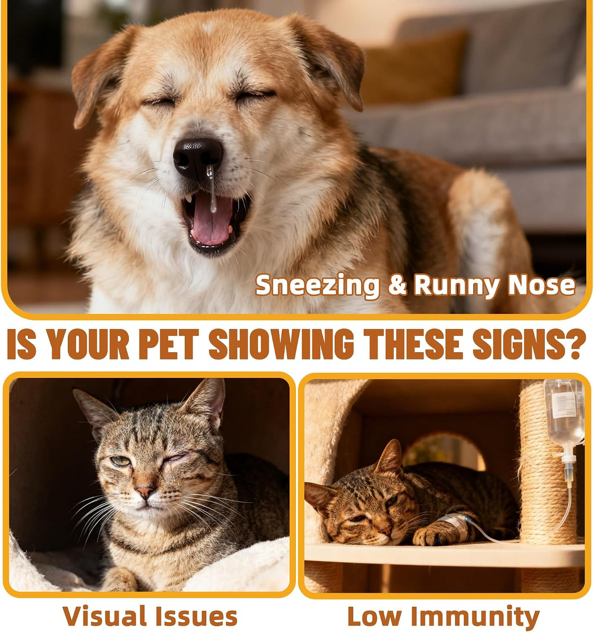 Chicken flavored lysine pet immune supplement powder container