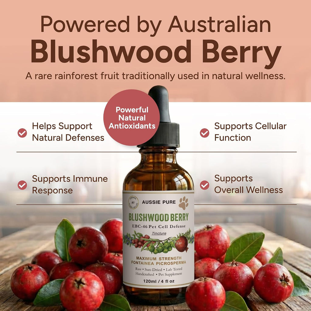 Blushwood Berry EBC-46 tincture dropper application