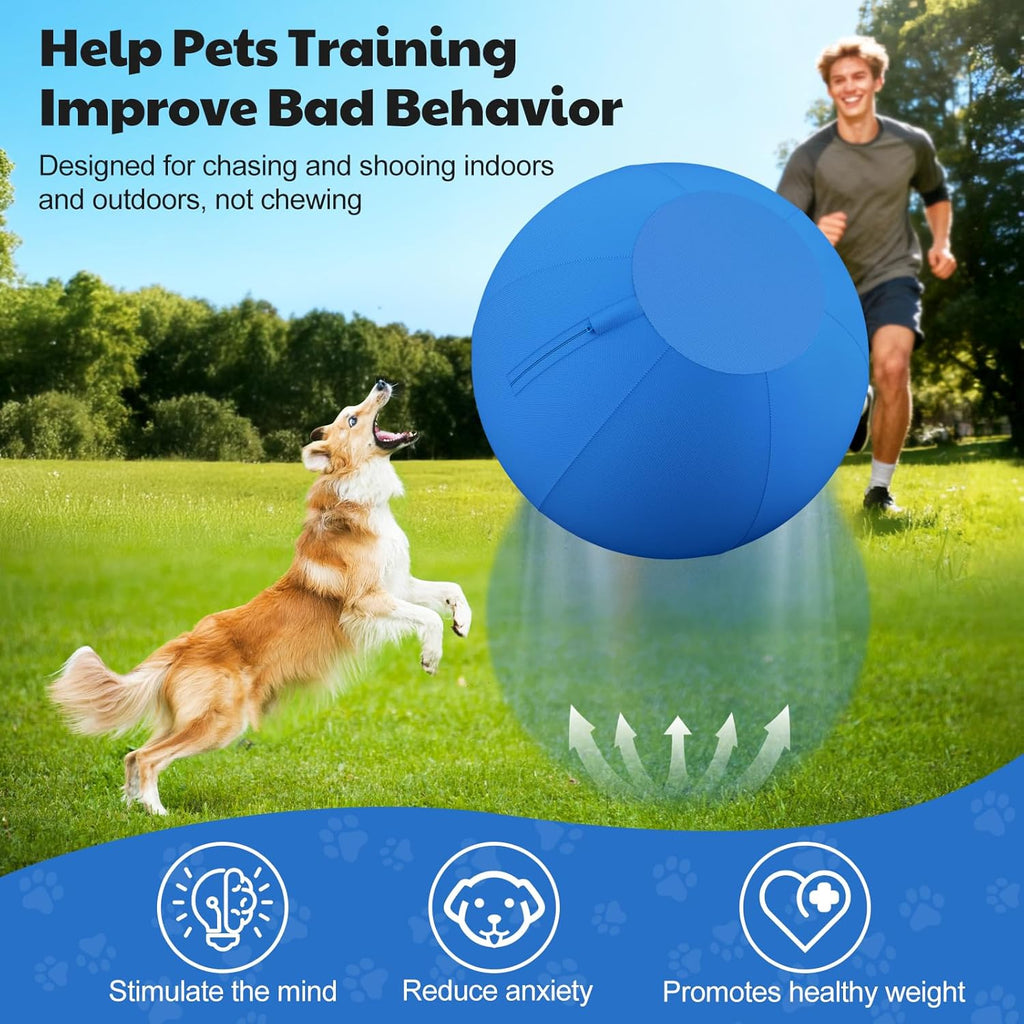 Australian Shepherd playing with Bugarore 18 inch ball
