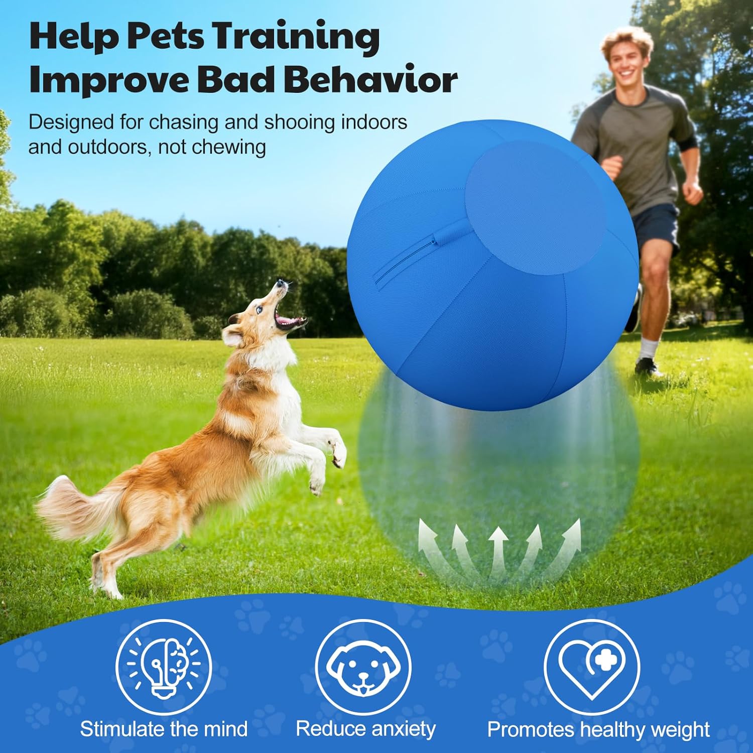Australian Shepherd playing with Bugarore 18 inch ball