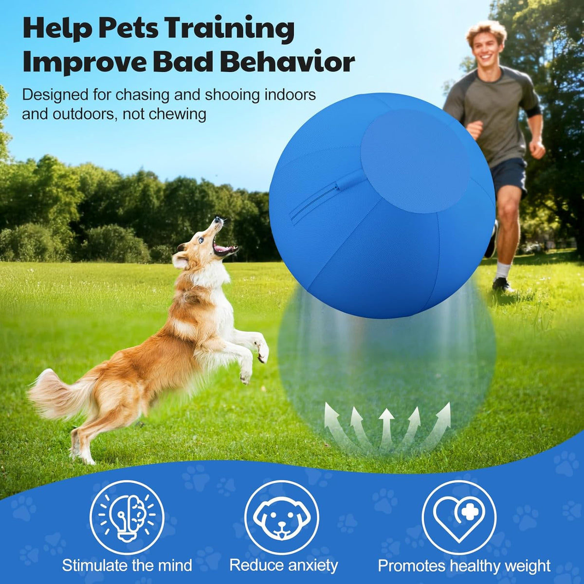Australian Shepherd playing with Bugarore 18 inch ball