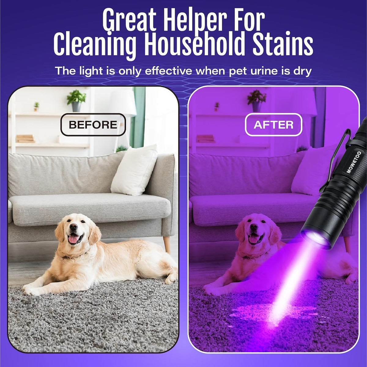 Demonstration of the MOWETOO mini black light torch illuminating hidden pet urine stains on a home carpet.