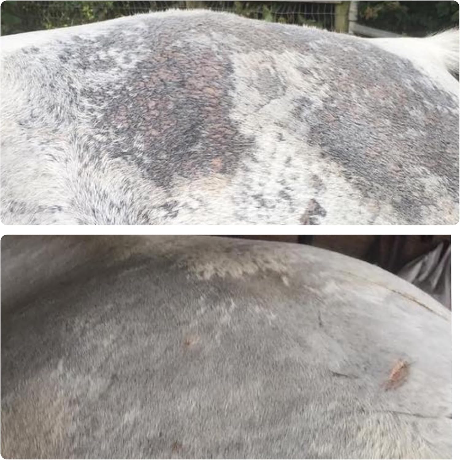 Elemental Equine Skin Salvation Spray application for equine hives and rain rot maintenance.
