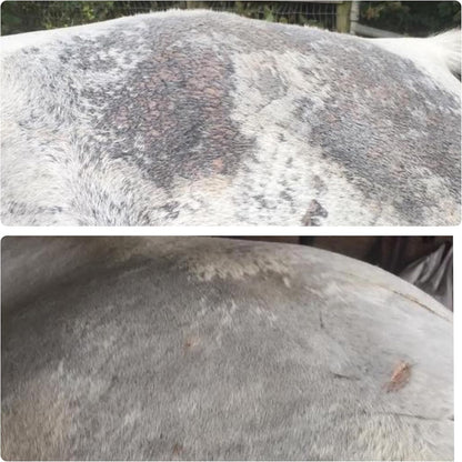 Elemental Equine Skin Salvation Spray application for equine hives and rain rot maintenance.