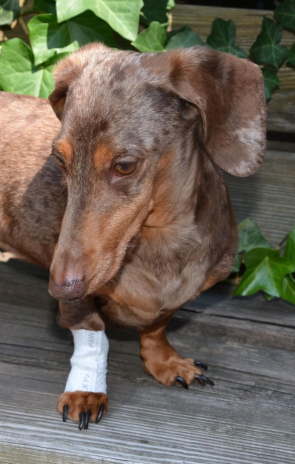 PawFlex pet bandage demonstrating non-slip grip feature