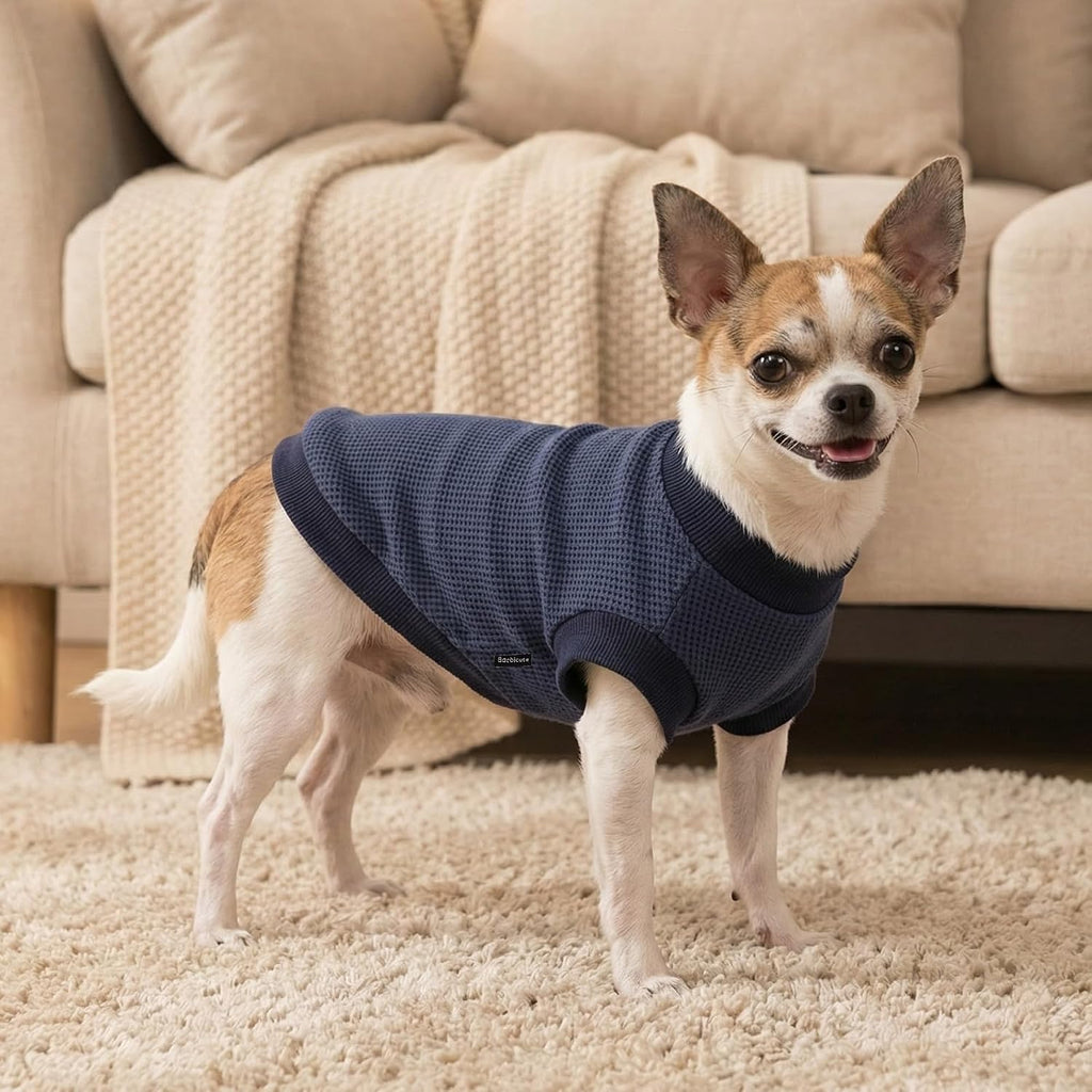 Small dog wearing grey waffle knit sweater