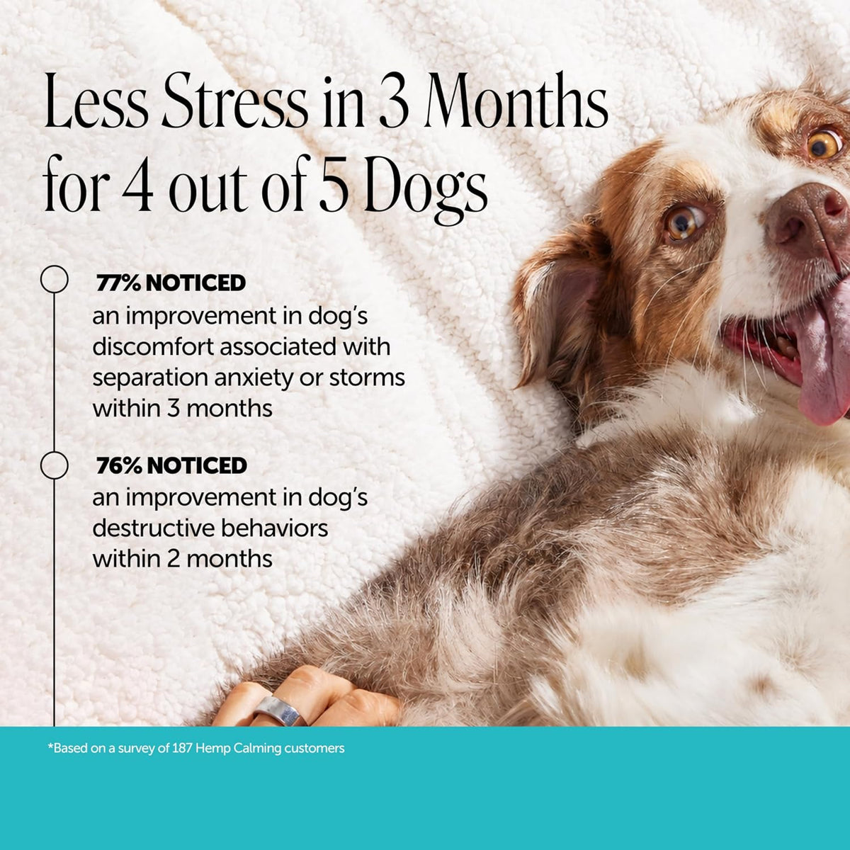 Pet Honesty beef liver flavored soft chews for canine stress relief